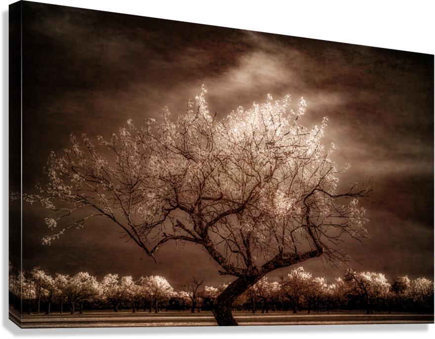  Twilight Tranquility: Capturing Natures Crown Light Splendor Canvas Print