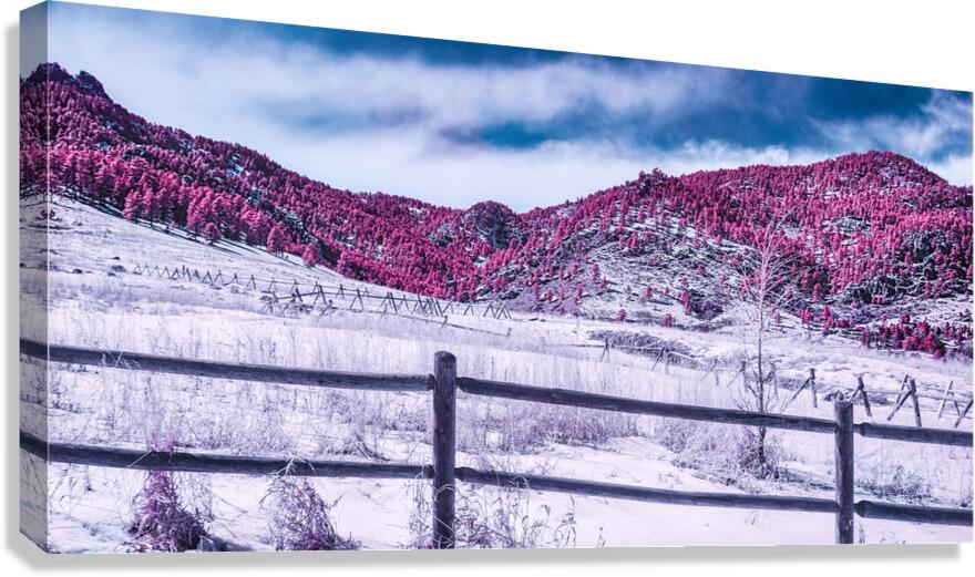 Chautauqua Chronicles: Purple Majesty Canvas Print