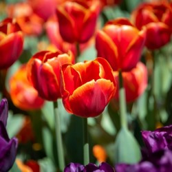  Red Tulips