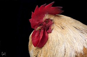 Fier comme un coq