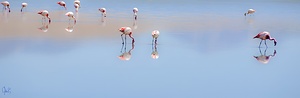 Flamands Bolivie
