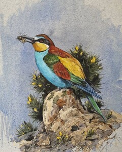 Bee eater