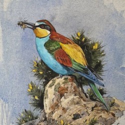 Bee eater