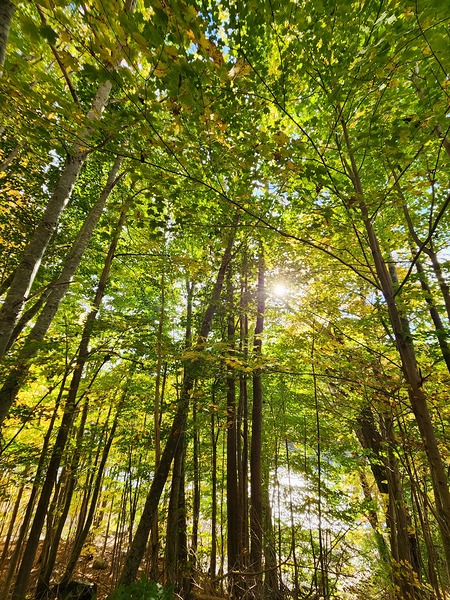 Forest Bathing Print