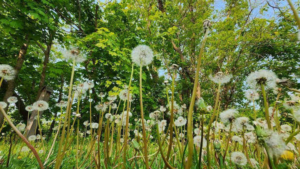 So Many Wishes Print