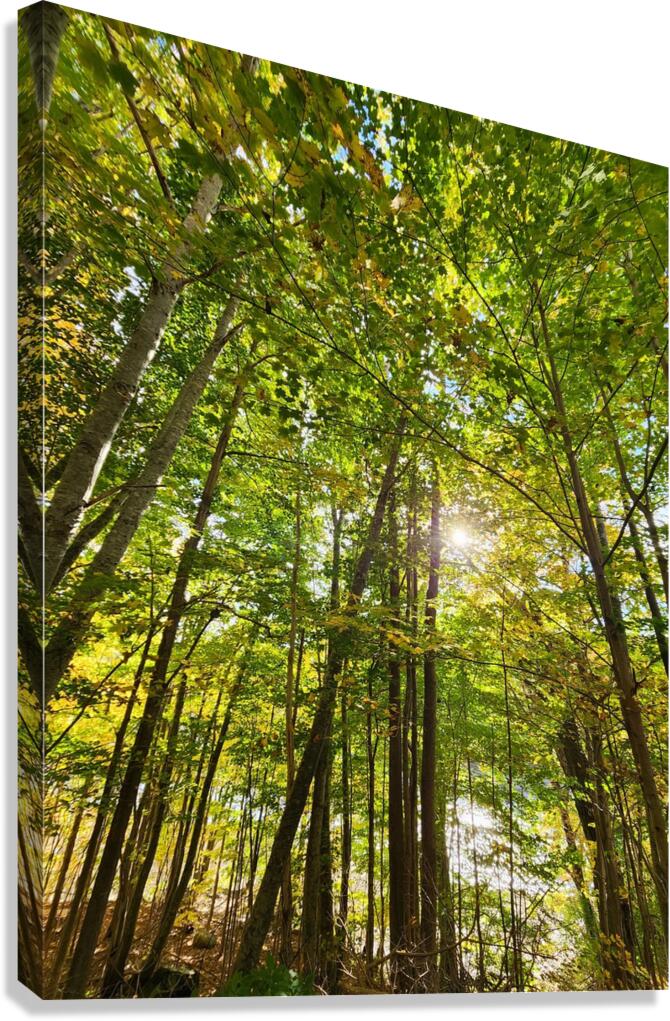 Forest Bathing Canvas Print