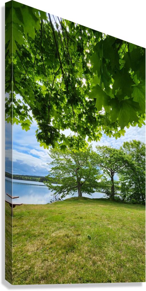 Maple Canopy Canvas Print