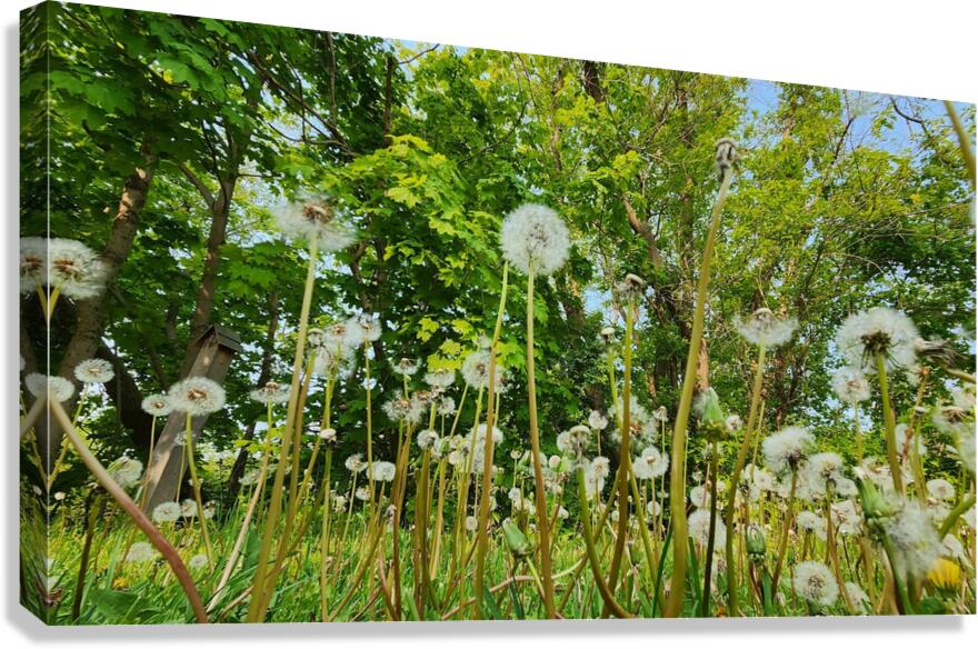 So Many Wishes Canvas Print
