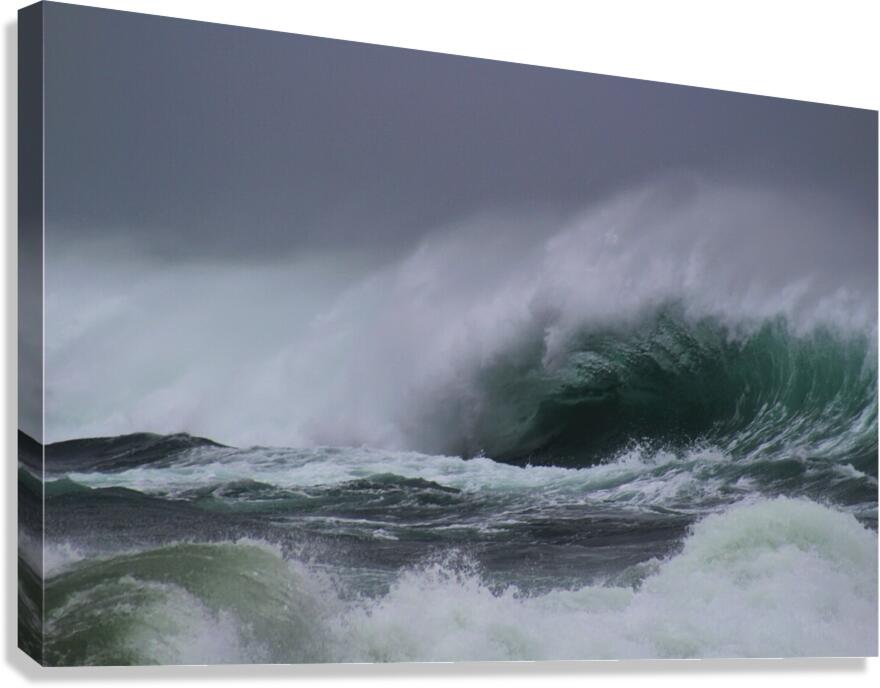Wild Freedom Canvas Print