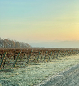 Vineyard at Rest