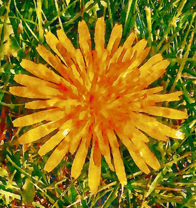 Pop of Sun