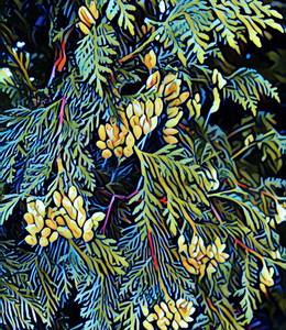 Cones of Cedar