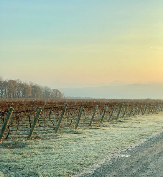 Vineyard at Rest Print