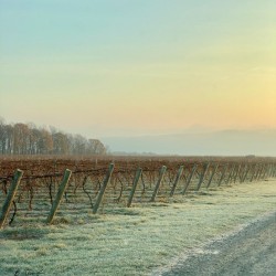 Vineyard at Rest