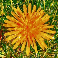 Pop of Sun