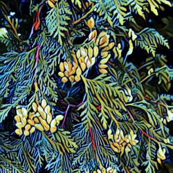 Cones of Cedar