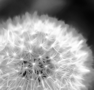 Dandelion Fluff