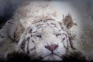 Sleepy White Tiger