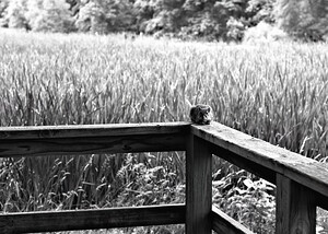 Squirrely Perspective