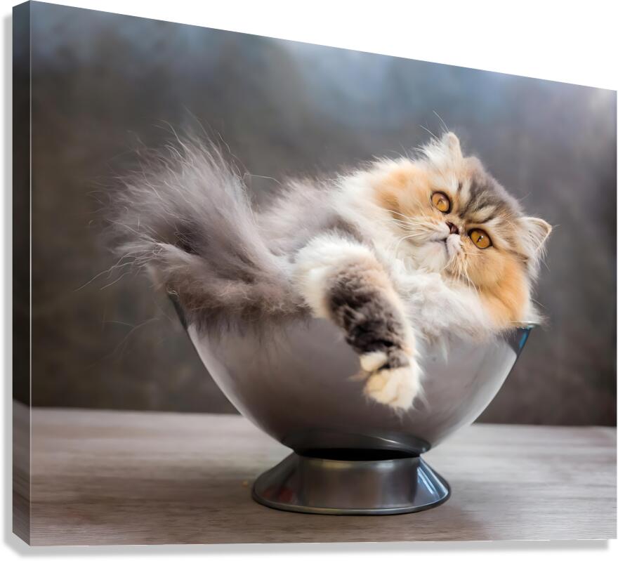 Just Getting Comfy Canvas Print