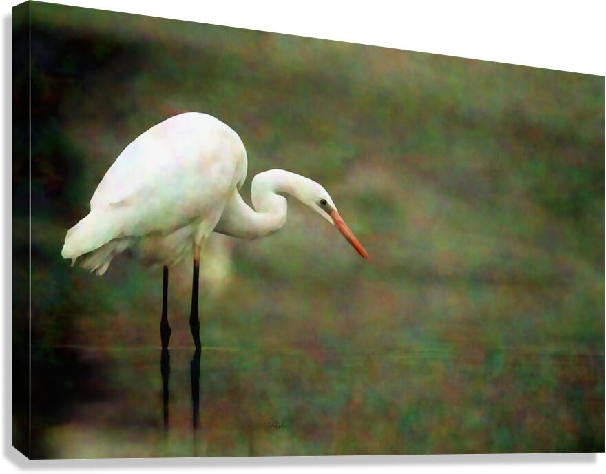 Egret Canvas Print