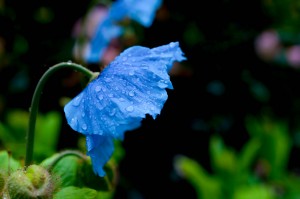 Himalayan Poppy