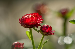 summer strawflowers
