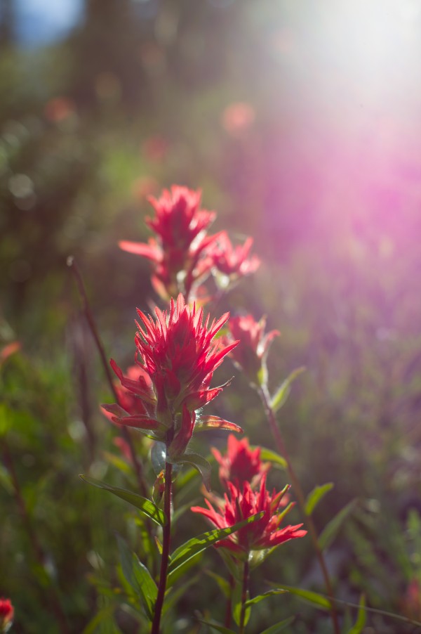 indian paintbrush  by Sara Whelen