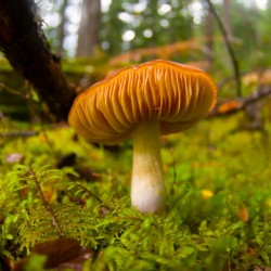 mushroom in the forest by Sara Whelen