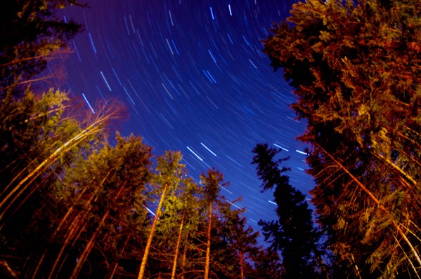forest star trails  by Sara Whelen