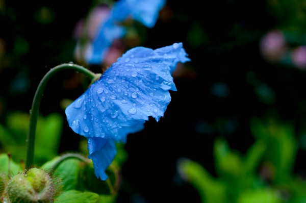 Himalayan Poppy by Sara Whelen