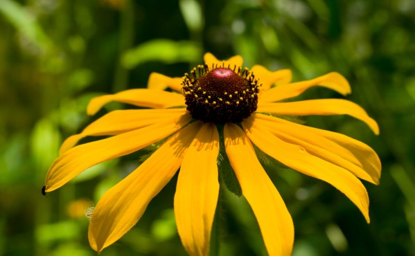 golden pedals by Sara Whelen