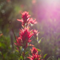 indian paintbrush 