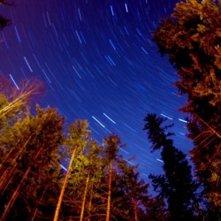 forest star trails 