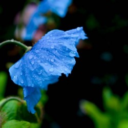 Himalayan Poppy
