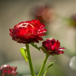 summer strawflowers