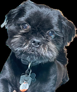 Ash Without Background