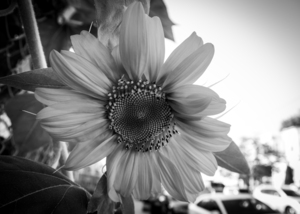 Sunflower in Gray