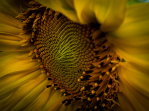 A Sunny Way
