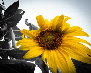 Black and Yellow