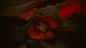 Deep Hue