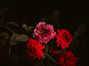 Mini Roses