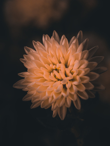 Harvest Mum