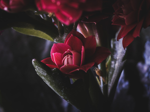Without the Vase