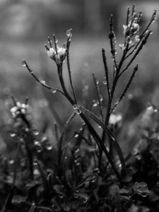 Dew
