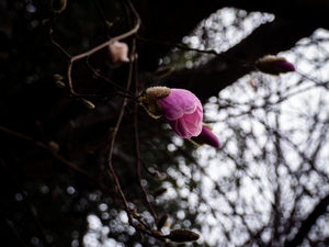 Magnolia Outstretched