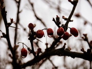 Scarlet Against the Sky