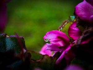 Drop of Green Swath of Pink