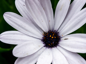 Open White