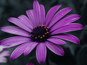 Purple Daisy Ahead